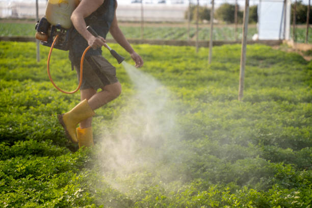 Best Pest Prevention Services  in Detroit Beach, MI