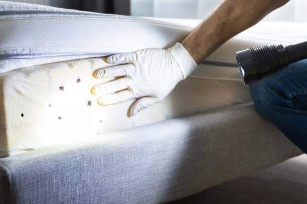 Best Termite Control Services  in Detroit Beach, MI